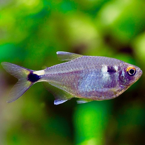 Hemigrammus ocellifer - Head and taillight tetra m